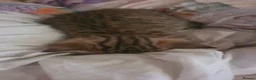 British Shorthair cats for sale: BRITISH SHORTHAIR BLACK GOLDEN SPOTTED TABBY - Advert 4