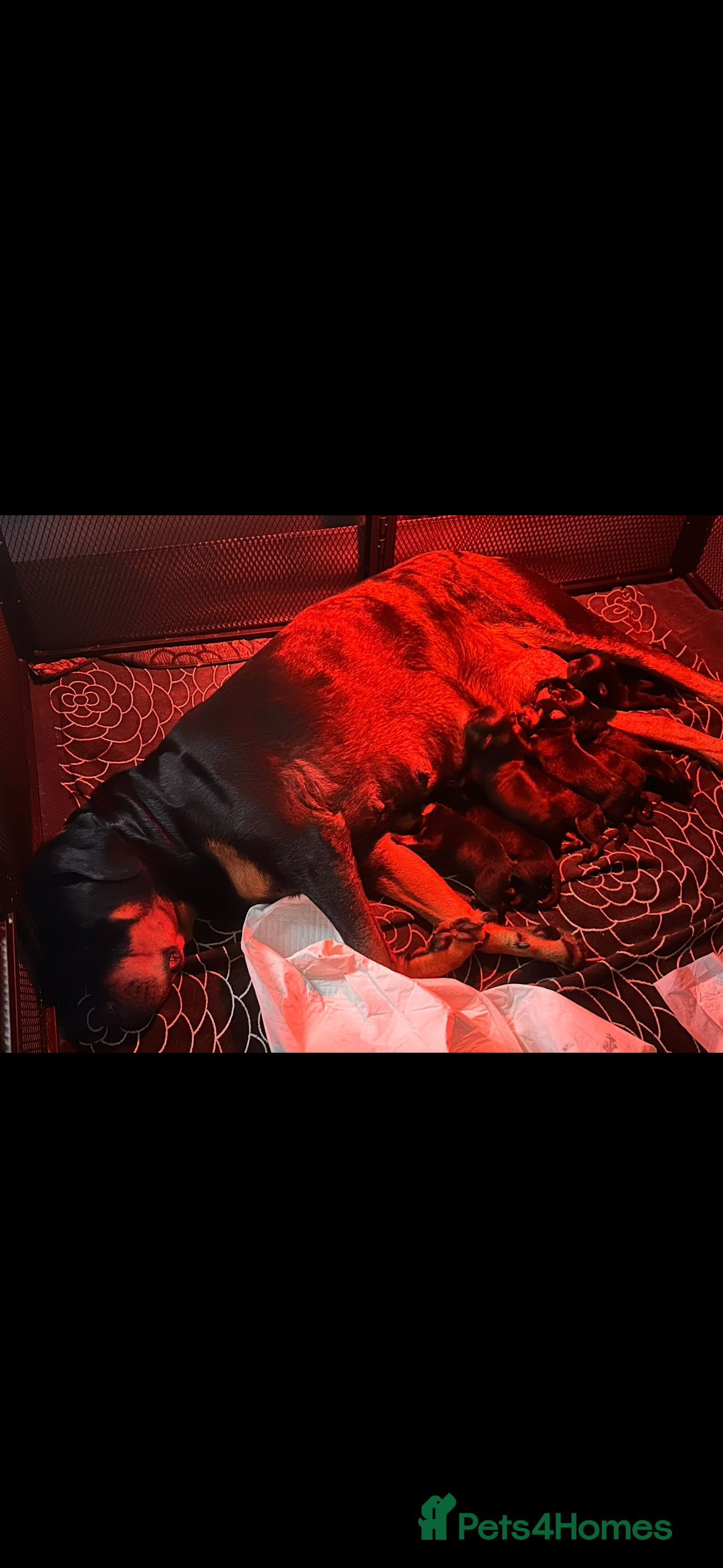 Rottweiler dogs Not available  - Advert 12