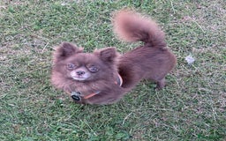 Chihuahua dogs for stud: Oscar for stud  in Warrington - Image 1