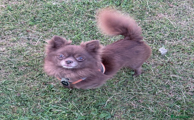 Chihuahua dogs in Warrington - Advert 14