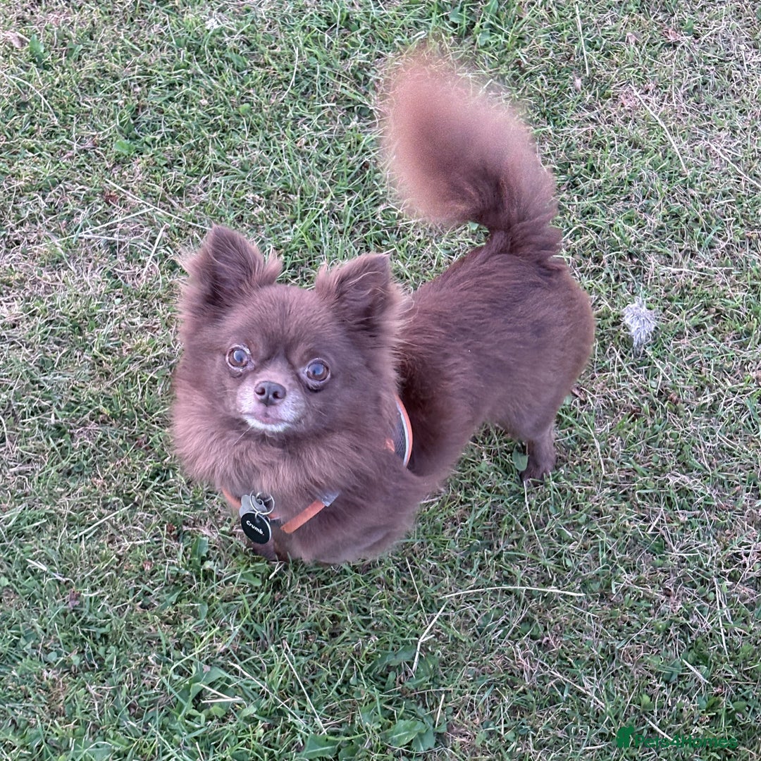 Chihuahua dogs for stud: Oscar for stud  in Warrington - Image 1