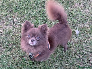 Chihuahua dogs Oscar for stud in Warrington - Advert 1