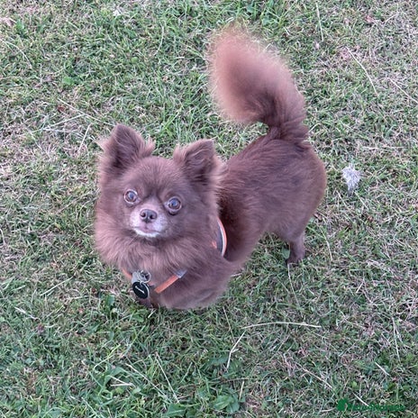 Chihuahua dogs in Warrington - Advert 1