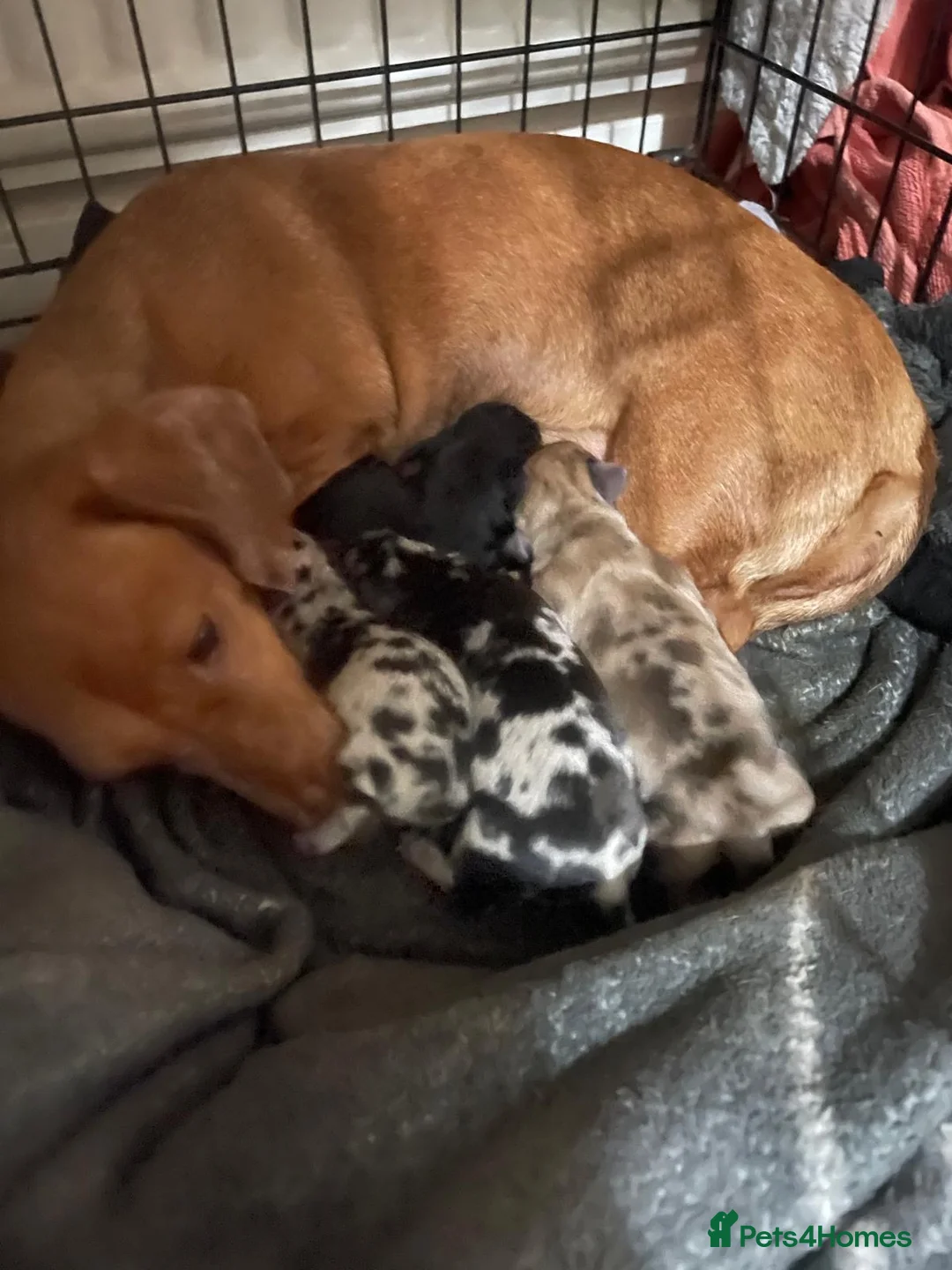 Miniature Dachshund dogs for sale: Male silver dapple  - Advert 4