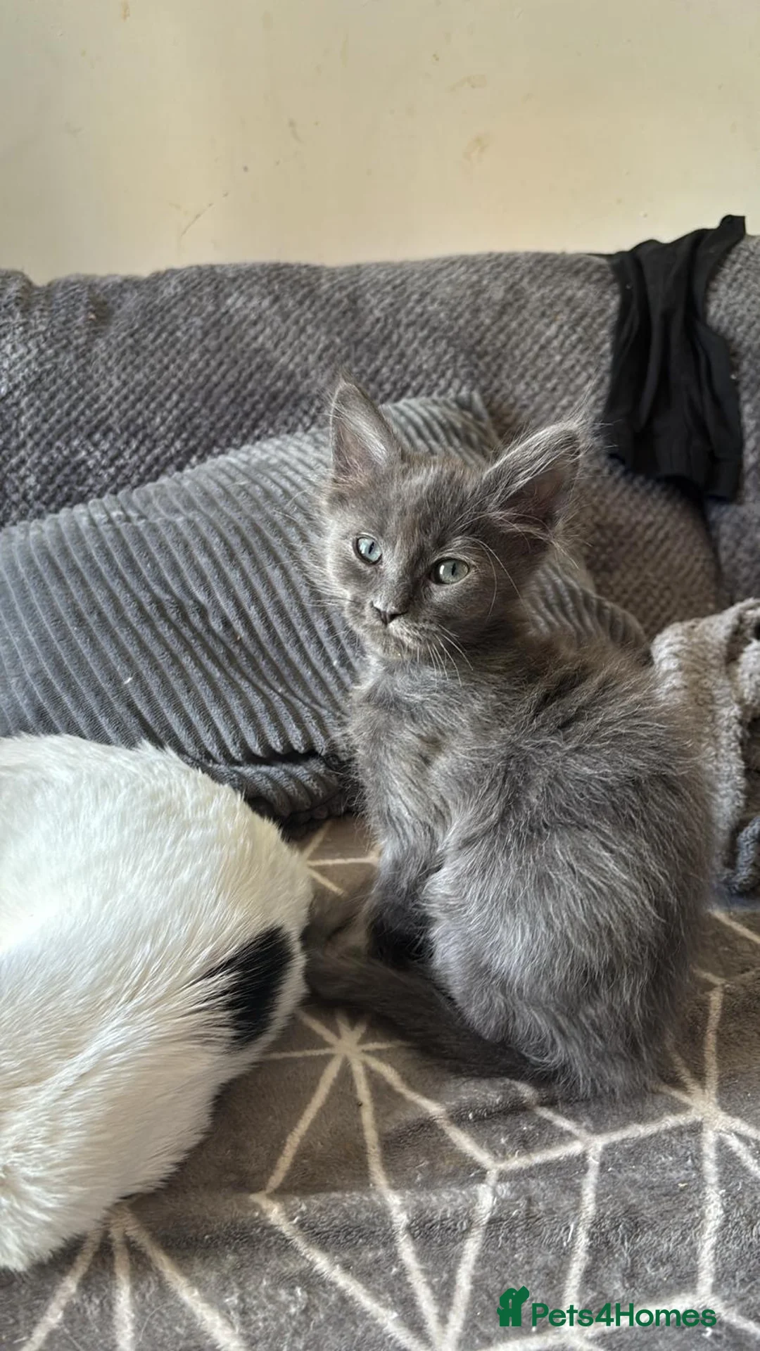 Ragcoon cats for sale: 1 left RagdollXMaine coon kitten ready to go  - Advert 2