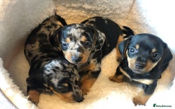 Miniature Dachshund dogs for sale: True miniature dachshund puppies 🐶  - Image 2