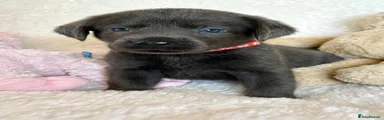 charcoal boy red collar