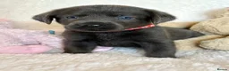 Labrador Retriever dogs for sale: Health Tested KC Registered Labrador Pups - Advert 33