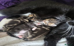Mixed Breed cats for sale: 2 tabby boys looking for there forever home  - Image 5