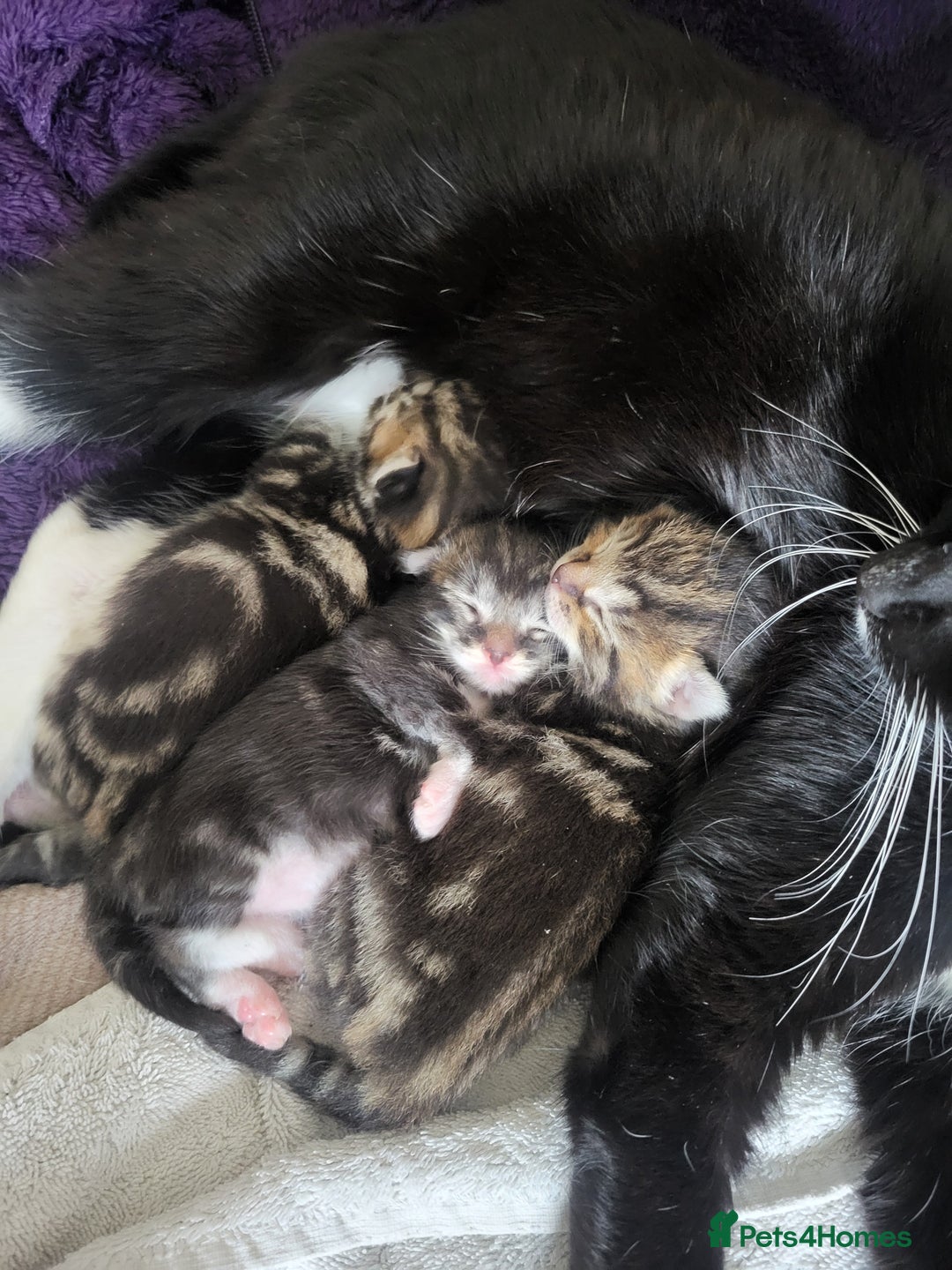 Mixed Breed cats for sale: 2 tabby boys looking for there forever home  - Image 5