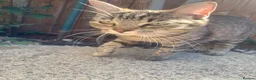 Mixed Breed cats for sale: Tabby Cat! - Advert 3