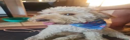Mixed Breed dogs for stud: Beautiful and healthy Cockapoo for Stud in Leighton Buzzard - Advert 5