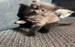 Domestic Shorthair cats for sale: Kittens looking for forever home - Image 3