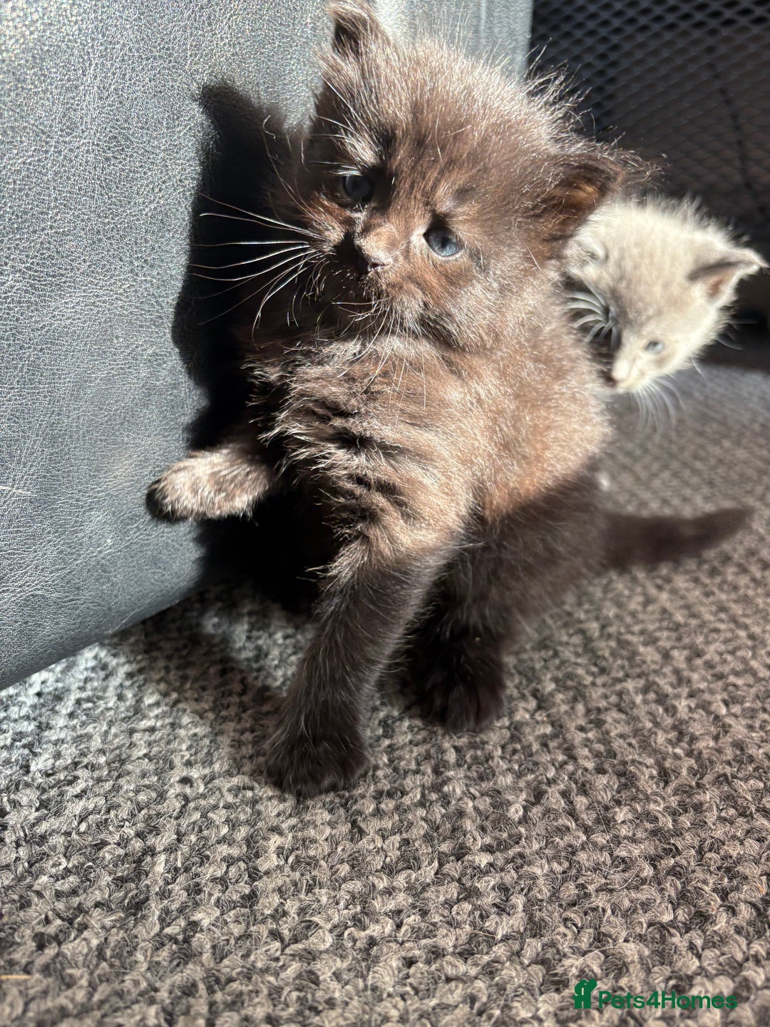 Domestic Shorthair cats for sale: Kittens looking for forever home - Image 3