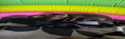 Miniature Dachshund dogs for sale: 4 Miniature Dashund Boys READY NOW in Blackburn - Advert 19