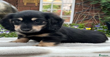 Miniature Dachshund dogs - Advert 3