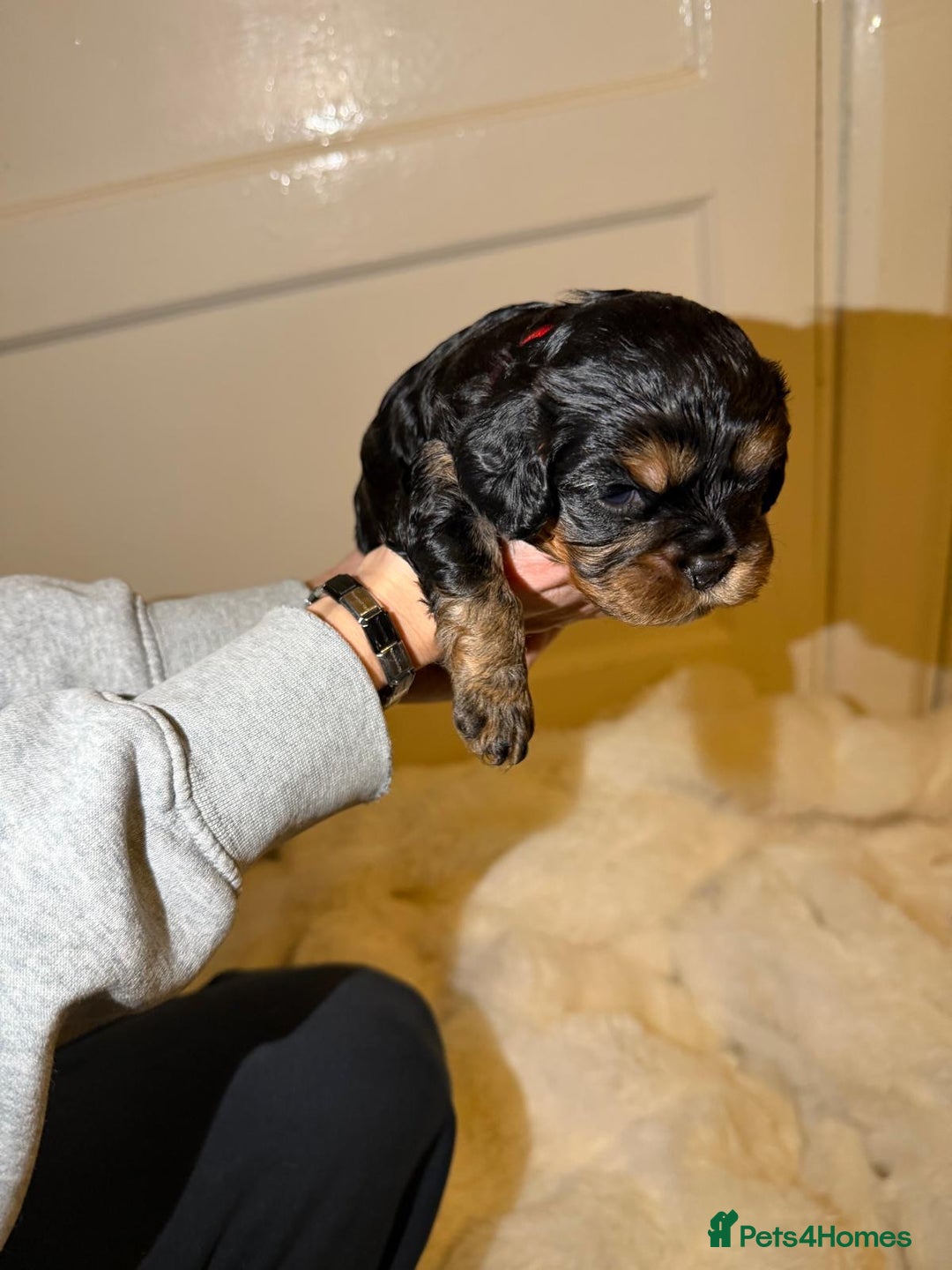 Cavalier King Charles Spaniel dogs for sale: 5 beautiful Cavalier King Charles puppies - Advert 11