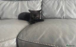 British Shorthair cats for sale: Stunning British shorthair kittens  - Image 19