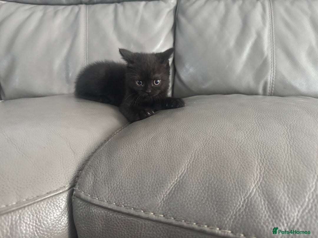 British Shorthair cats for sale: Stunning British shorthair kittens  - Image 19