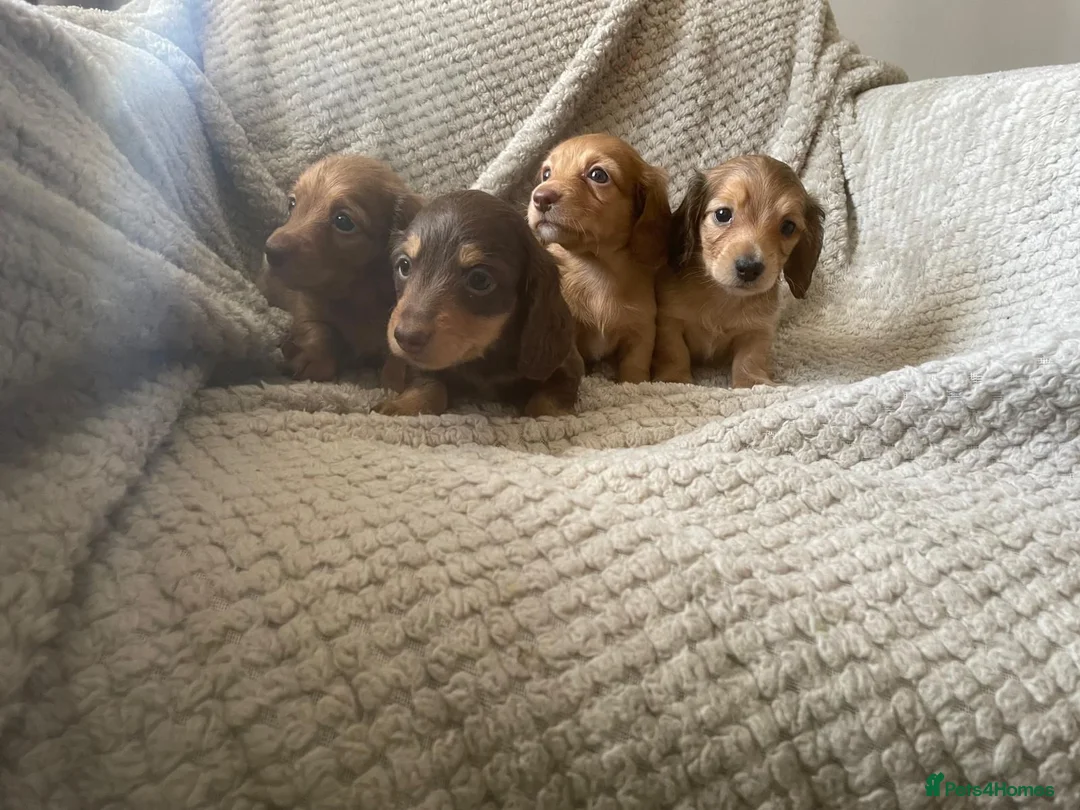 Miniature Dachshund dogs for sale: Qualiyy Miniature Long Haired Dachshunds in Bridgend - Advert 2