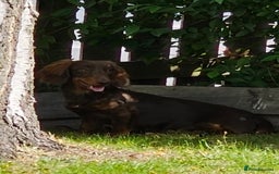 Miniature Dachshund dogs for stud: FLUFFY MINI DACHSHUND FOR STUD - Image 7