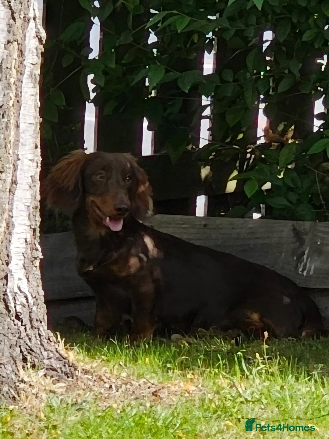 Miniature Dachshund dogs for stud: FLUFFY MINI DACHSHUND FOR STUD - Image 7