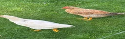 Chickens poultry for sale: 8 week old rooster free to a good home  - Advert 5