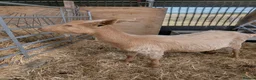 Goats livestock for sale: 1 mum and 4 babies Golden Guernseys  in Princes Risborough - Advert 6