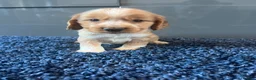 Cocker Spaniel dogs for sale: 💙 Exceptional show type health tested boys 💙 - Advert 7