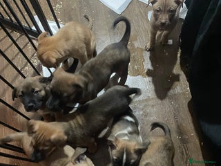 Mixed Breed dogs Bullsky puppies - Advert 20