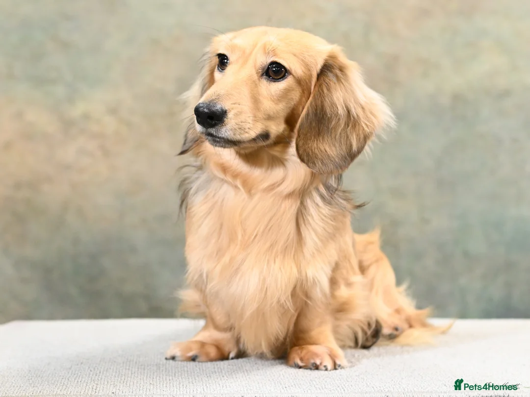 Miniature Dachshund dogs for stud: Debbiejay Hansel  - Advert 2