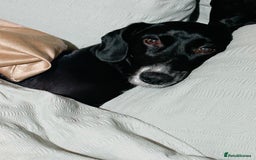 Mixed Breed dogs for sale: Senior Cockerjack for rehoming - Image 3