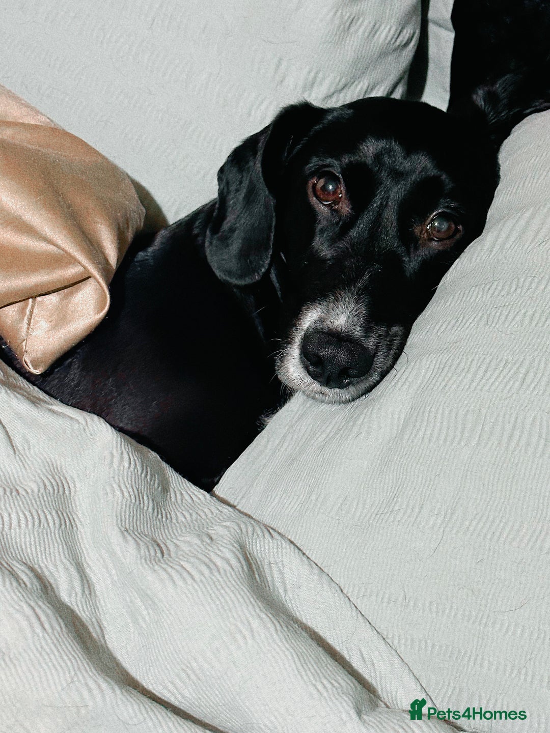 Mixed Breed dogs for sale: Senior Cockerjack for rehoming - Image 3