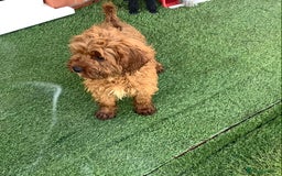 Cavapoo dogs for sale: F1 cavapoo puppies 2 girls 1 boy available now  - Image 2