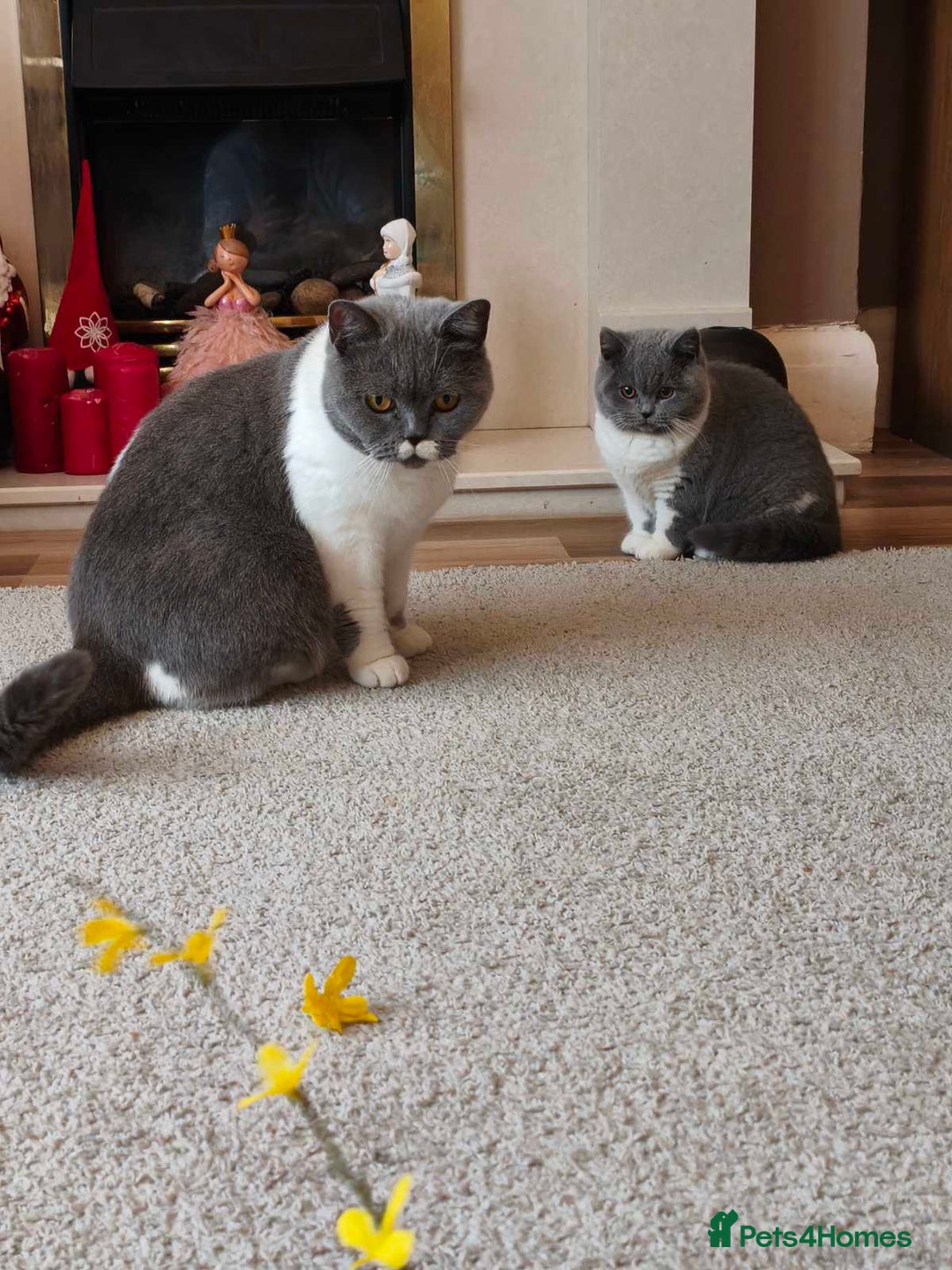 British Shorthair cats for sale: British shorthair - Advert 2