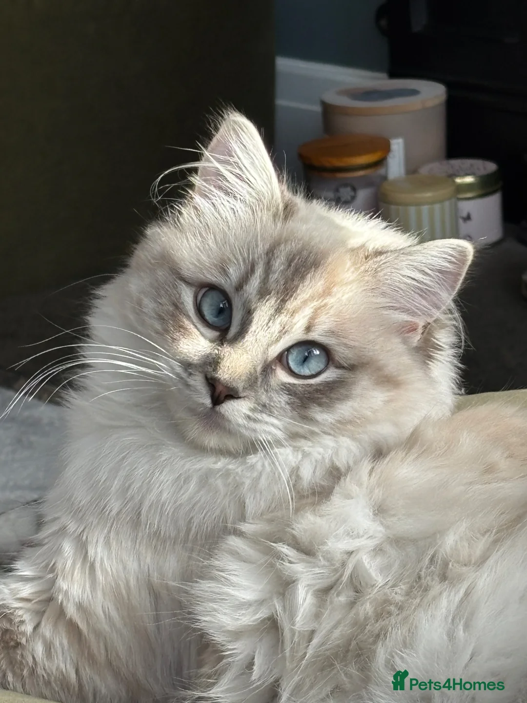 Ragdoll cats for sale: Much loved 11 month old female Ragdoll - Advert 5
