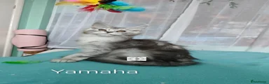 Maine Coon 6