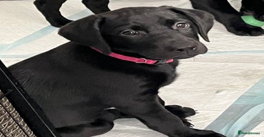 Labrador Retriever dogs - Advert 4