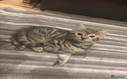 Mixed Breed cats for sale: Ragdoll mixbreed kittens for new home  - Image 2