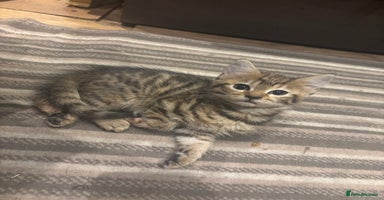Mixed Breed cats - Advert 6