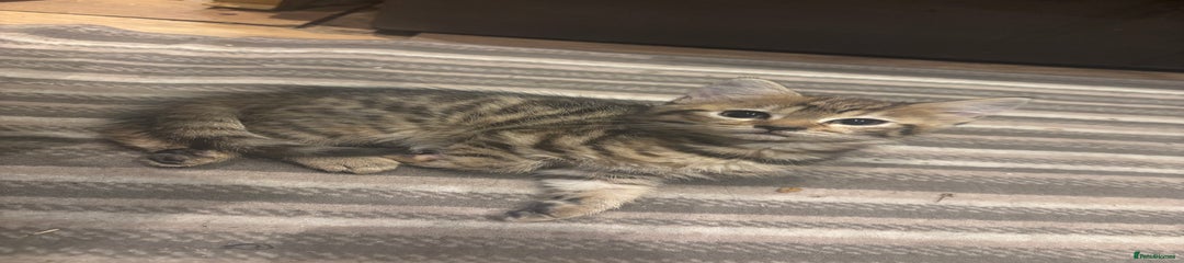 Mixed Breed Kitten 5