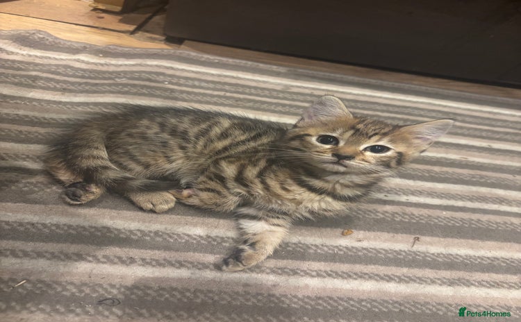 Mixed Breed cats - Advert 4