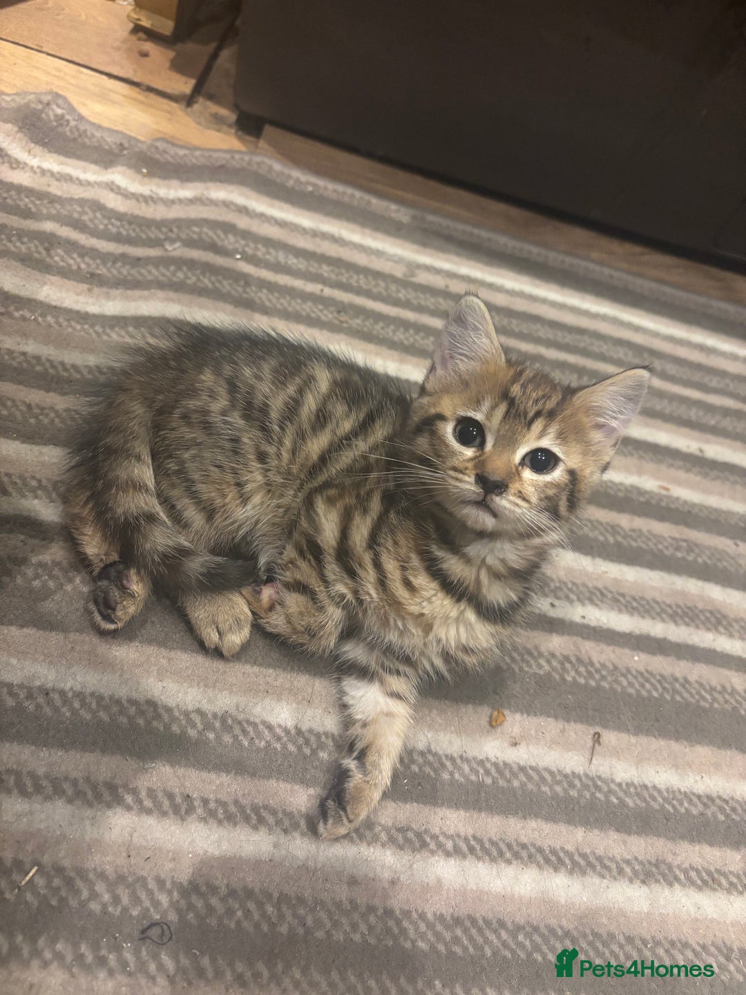 Mixed Breed cats for sale: Ragdoll mixbreed kittens for new home  - Image 2