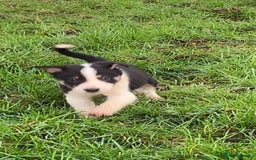 Border Collie dogs for sale: Tri coloured border collies puppies  - Advert 4