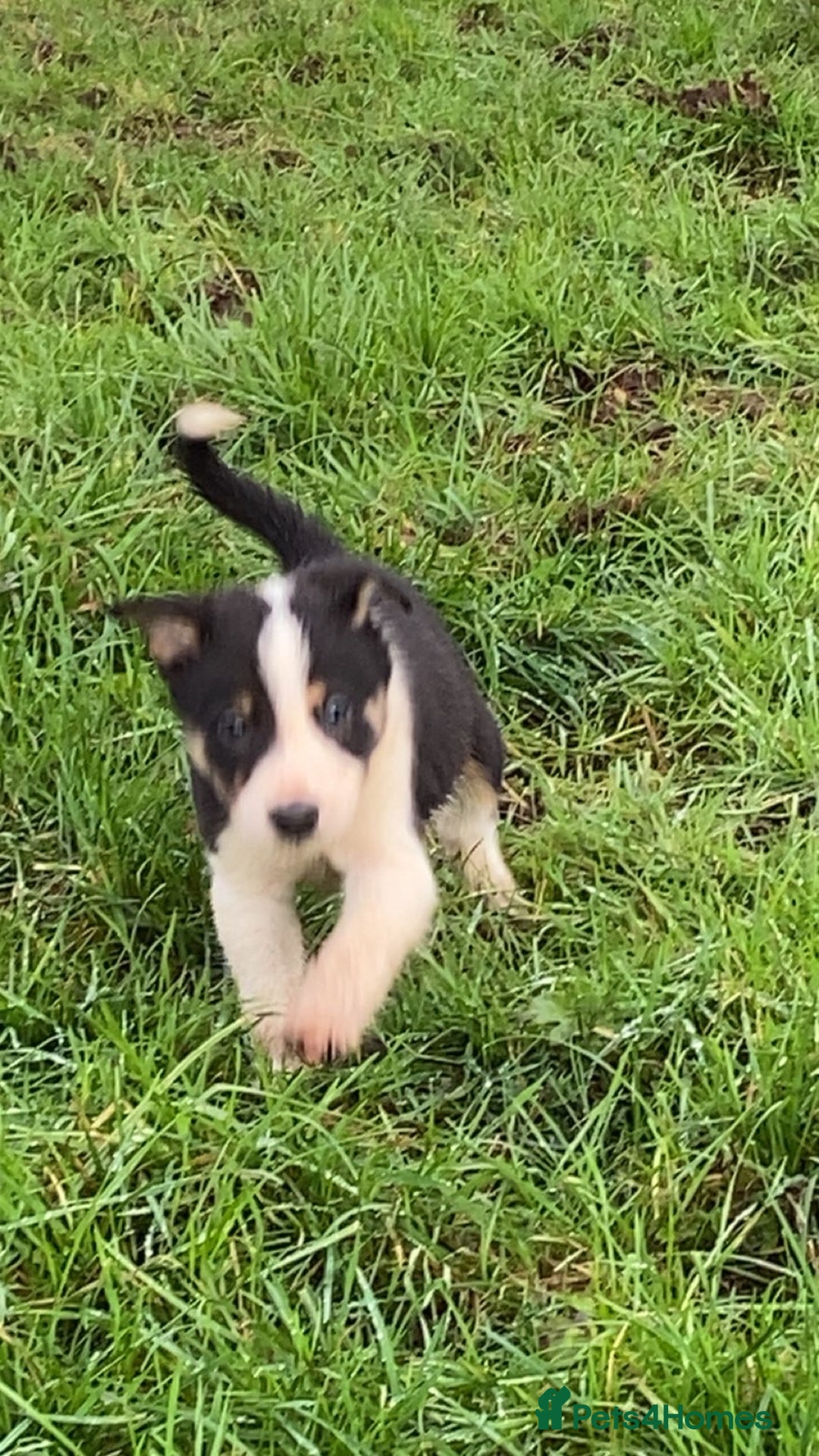Border Collie dogs for sale: Tri coloured border collies puppies  - Advert 4