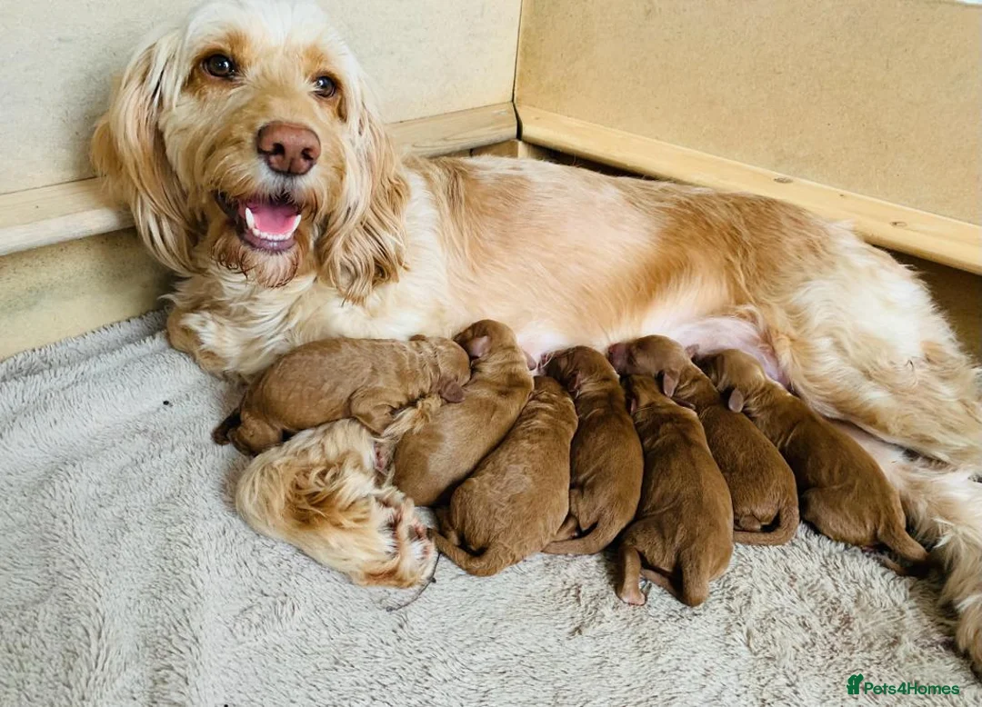 Miniature Poodle dogs for stud: KC health tested / 5* breeder - POLICE dog trainer - Advert 13