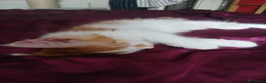Maine Coon 4