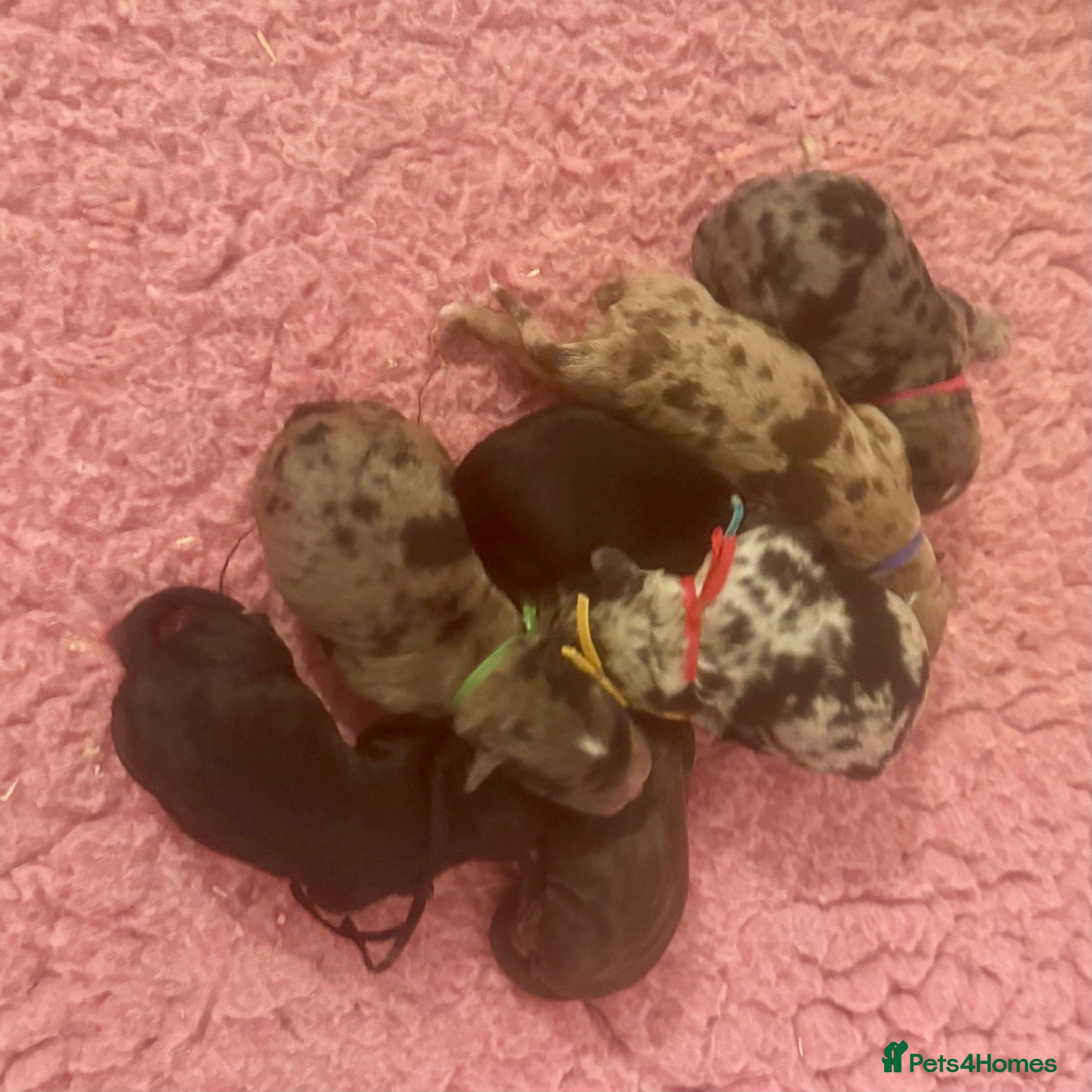 Cockapoo dogs 💖 Exceptional F1 Cockapoo Puppies 💖  - Advert 1