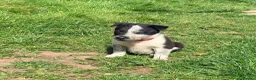 Border Collie dogs for sale: Gorgeous litter of Border Collie Puppies  - Advert 10