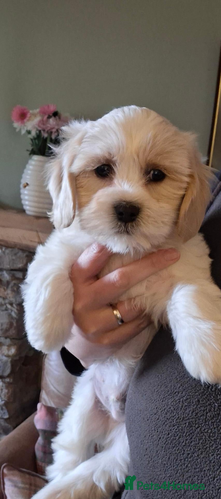 Cavachon dogs Beautiful Cavachon Puppies for Sale - Advert 1